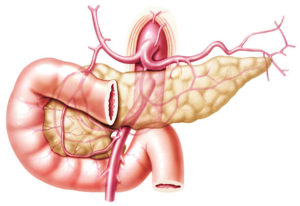 Артерии органа