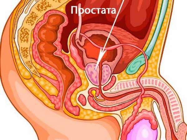 Простата принимает участие в транспортировке сперматозоидов и регулировке выработки тестостерона