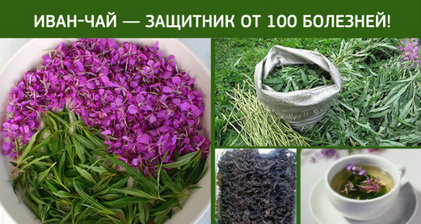 Иван-чай - защитник от 100 болезней