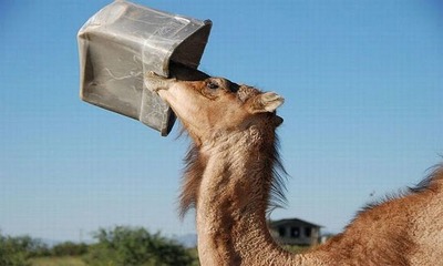 Интересно узнать сколько воды выпивает верблюд за раз?