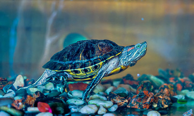 Разбираемся сколько нужно и какой воды в аквариуме для красноухой черепахи?