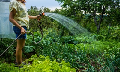 Основные причины, почему не рекомендуется поливать растения холодной водой
