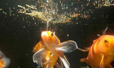 В аквариуме желтеет вода: почему и что делать