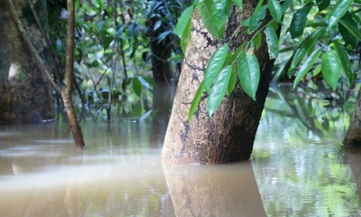 Особенности режима реки Амазонки