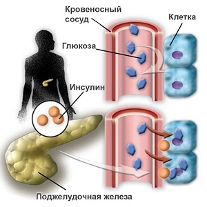 Глюкоза в организме