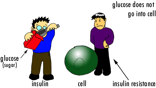 Инсулин функции гормона в организме человека