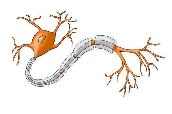Нейрон улитки. Миелиновые нервные клетки. Нервная клетка миелин. Миелиновая оболочка нейрона. Миелиновая оболочка нервов.