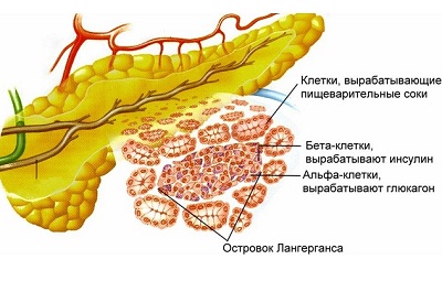 Клетки поджелудочной железы