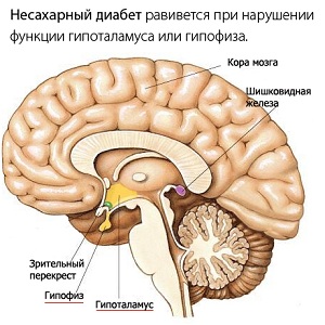 Строение мозга