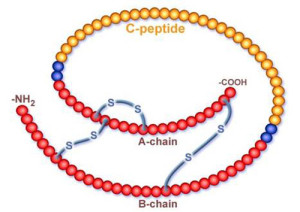 Молекула с-пептида